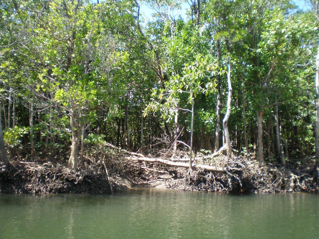 Daintree Village Hideaway Exterior photo